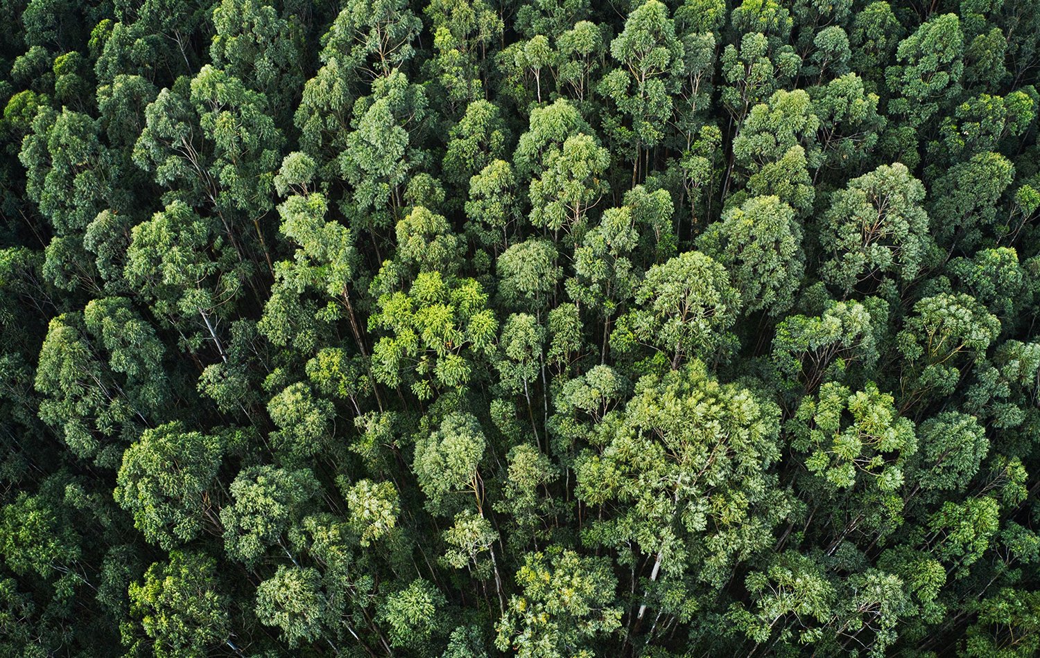 Sustentabilidade no Mercado de Madeiras: Como a Eucaliptus Contribui para o Meio Ambiente